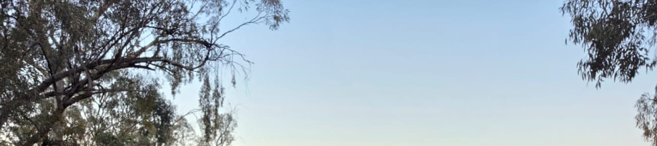 Gum canopy against a dusk sky at an Australian bush campsite.